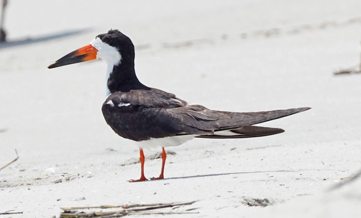 Black Skimmer - John Daniel