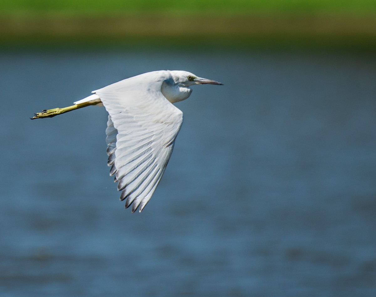 Little Blue Heron - ML111133441