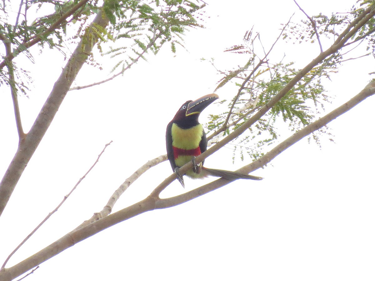 Chestnut-eared Aracari - Alex Mesquita