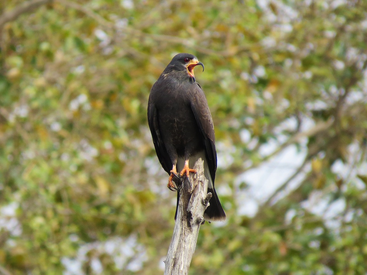 Snail Kite - Alex Mesquita