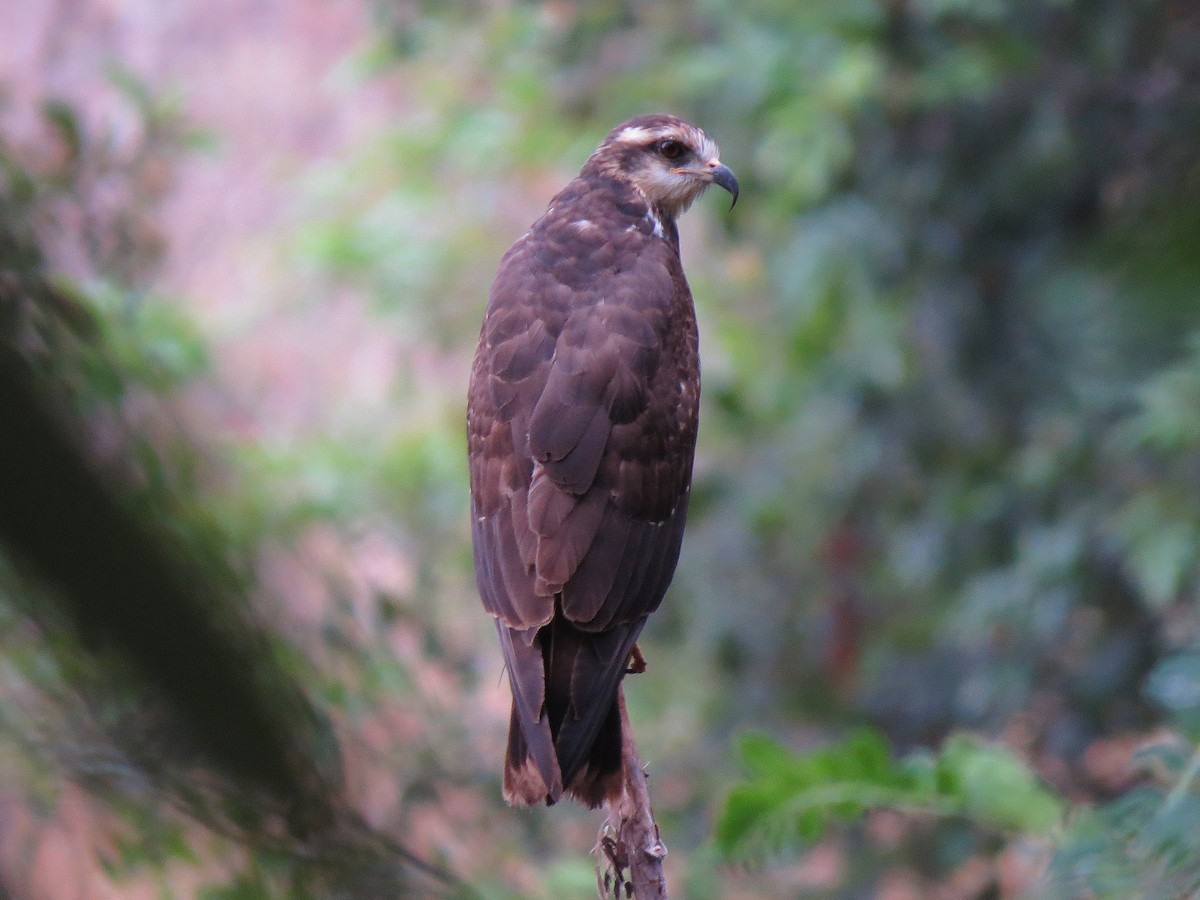 Milan des marais - ML111133801