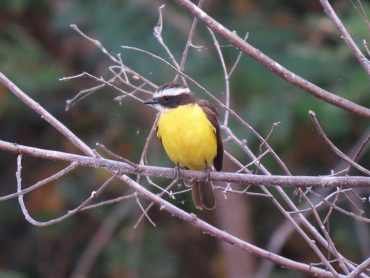 Rusty-margined Flycatcher - ML111133891
