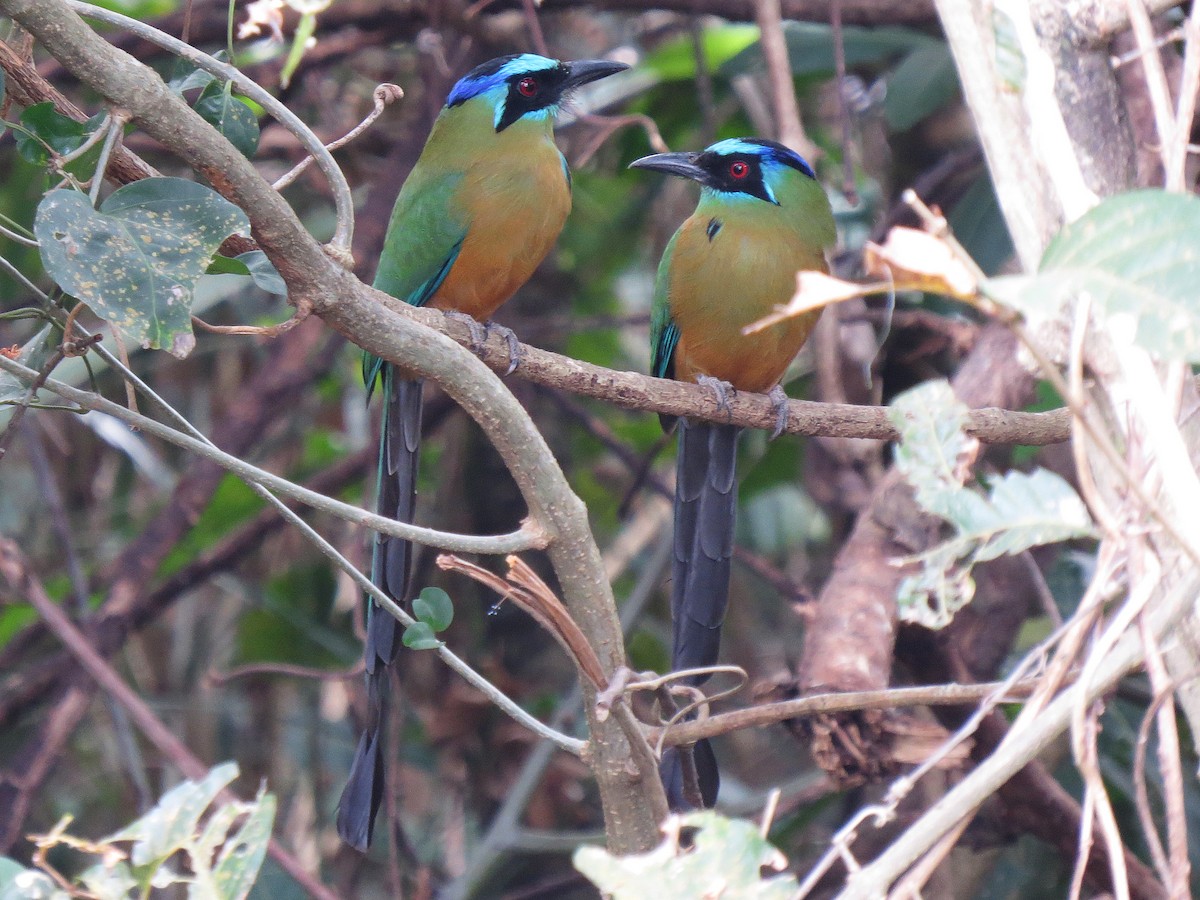 blåpannemotmot - ML111134171