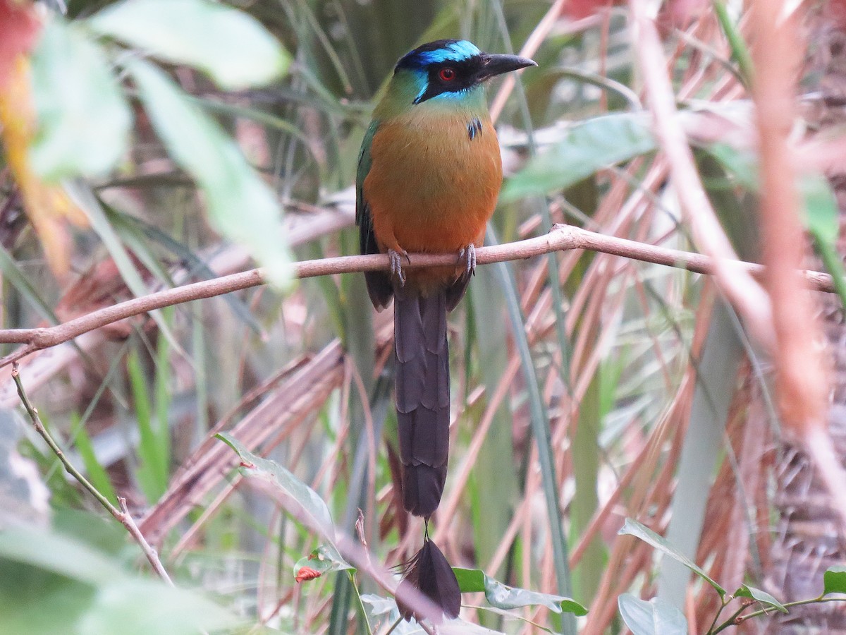 Amazonasmotmot - ML111134191