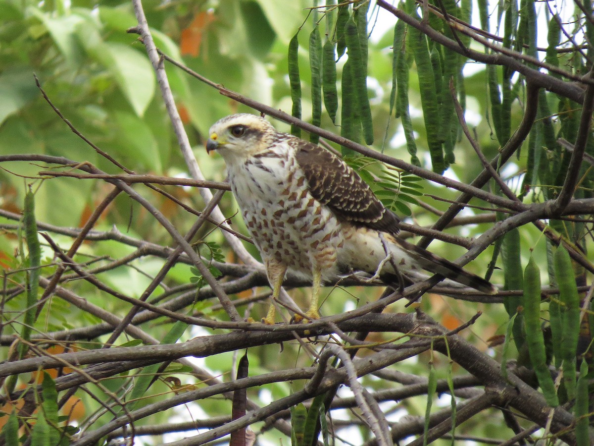 Roadside Hawk - Alex Mesquita