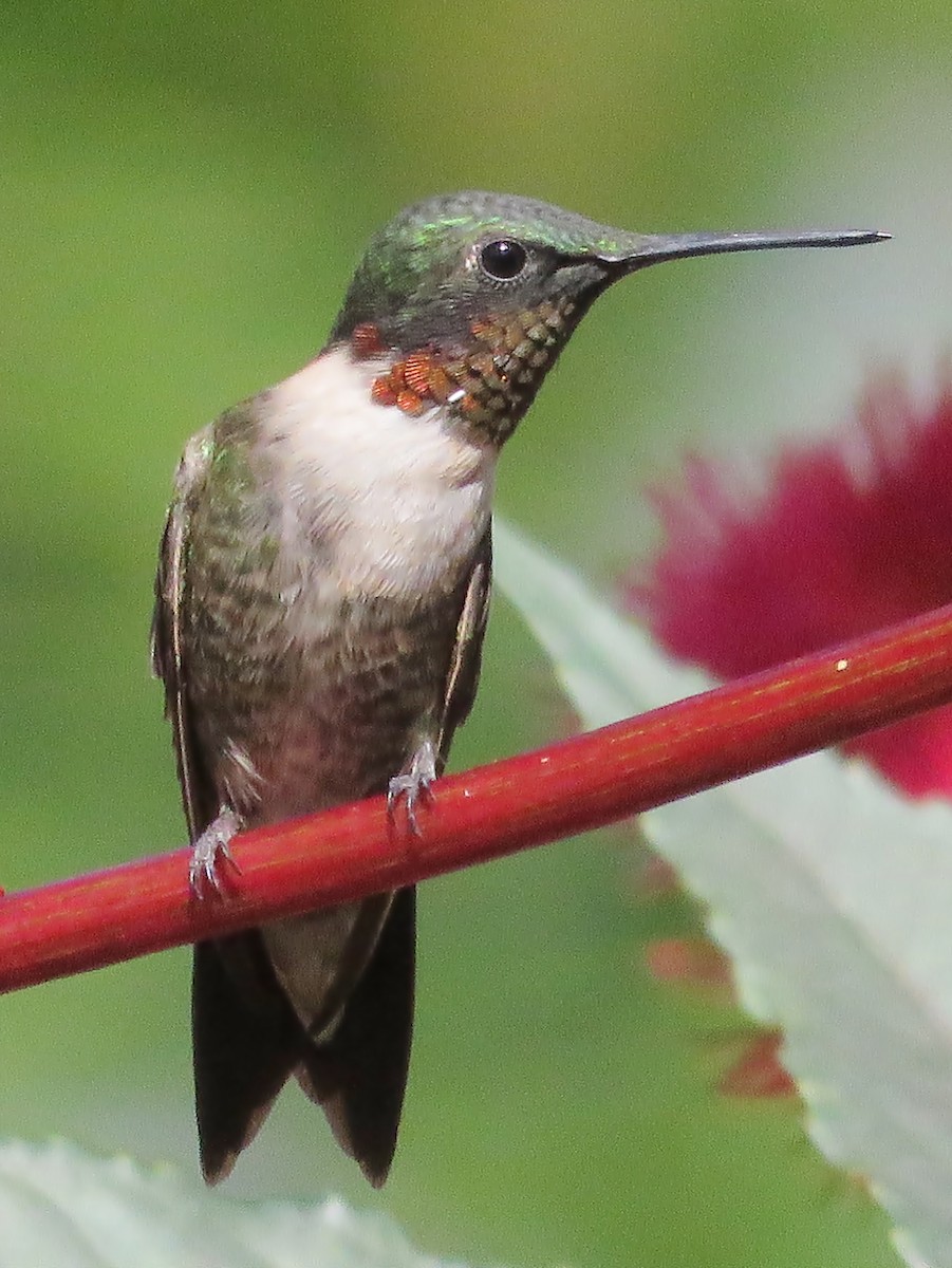 Ruby-throated Hummingbird - ML111134561