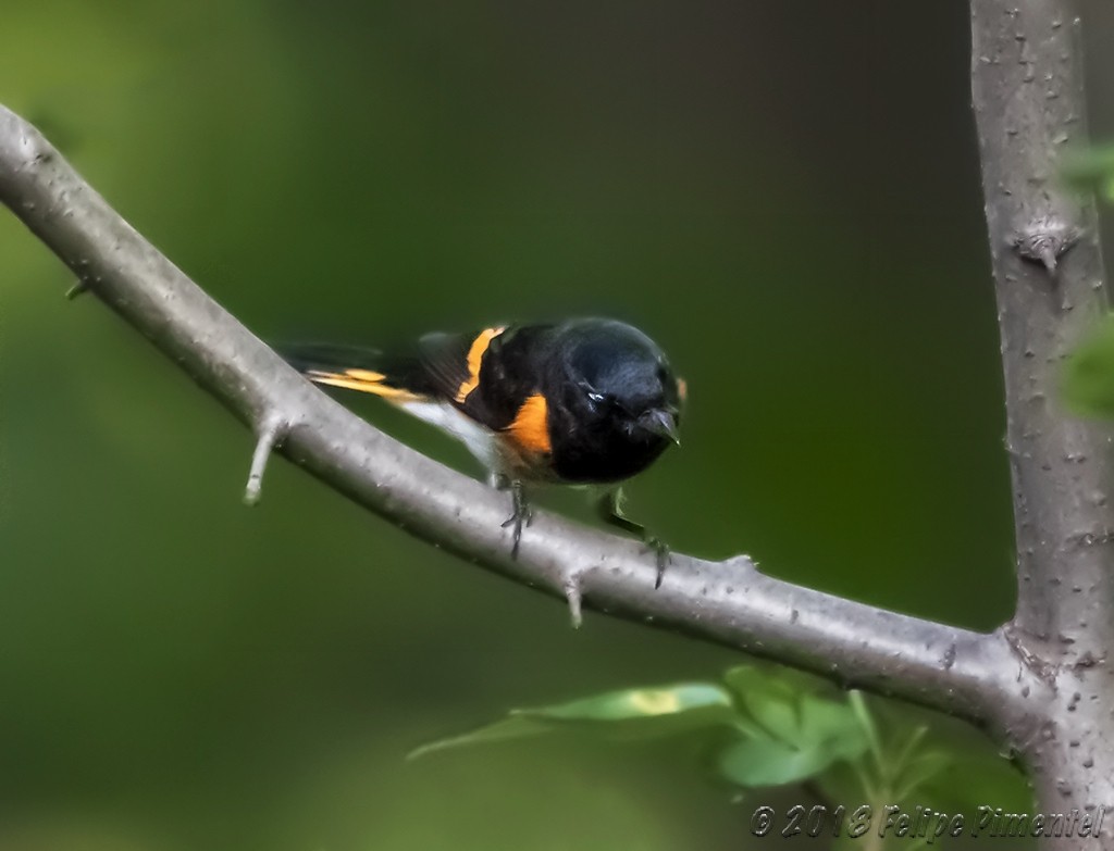 American Redstart - ML111136071