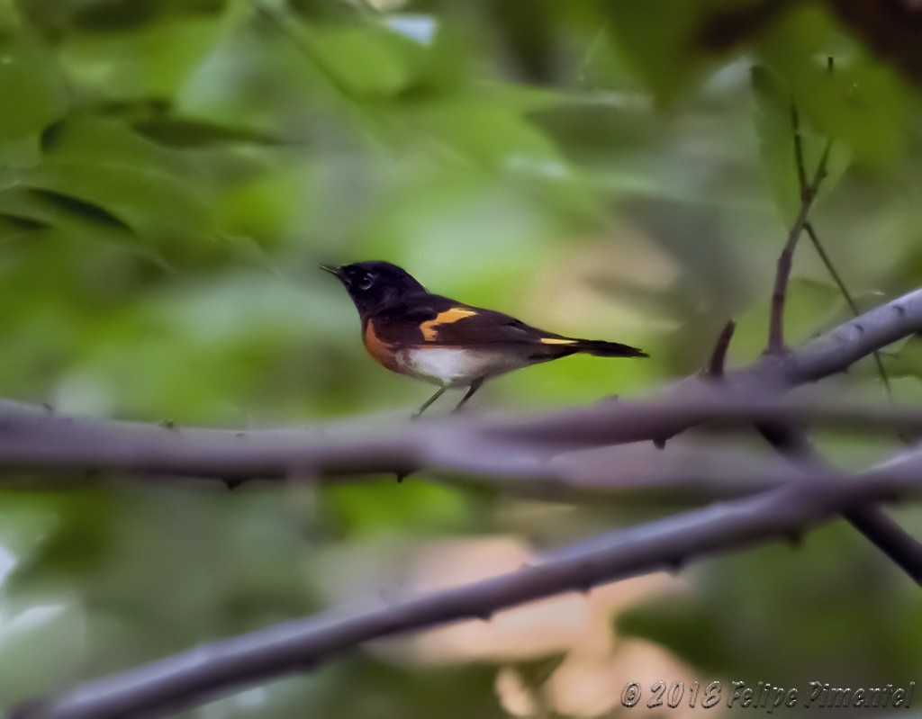 American Redstart - ML111136111