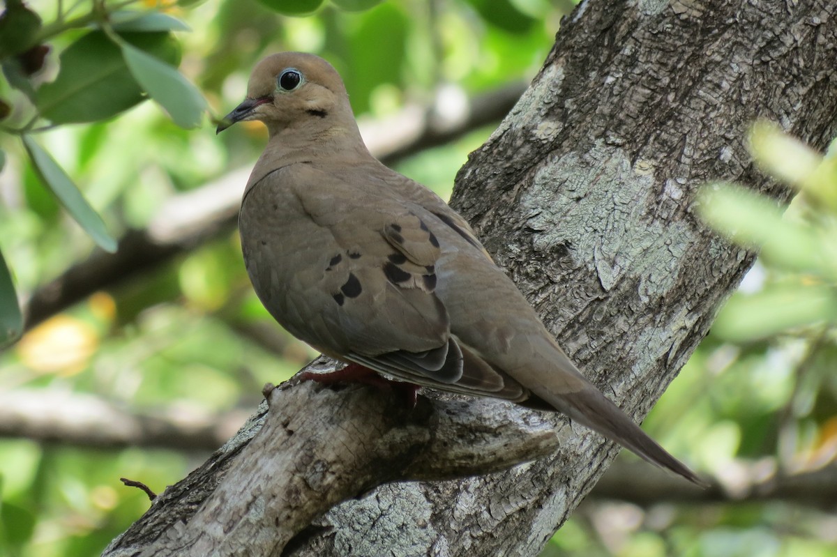 Mourning Dove - ML111137711