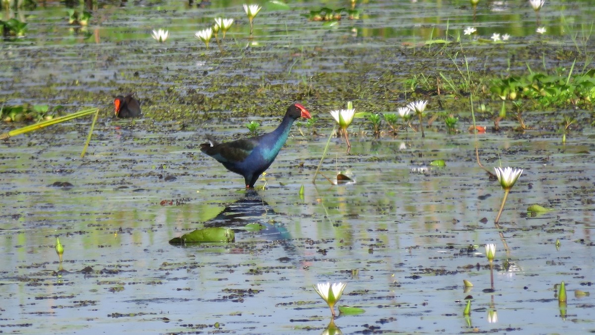 Black-backed Swamphen - Tim Forrester