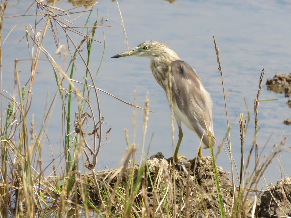 Javan Pond-Heron - ML111139311