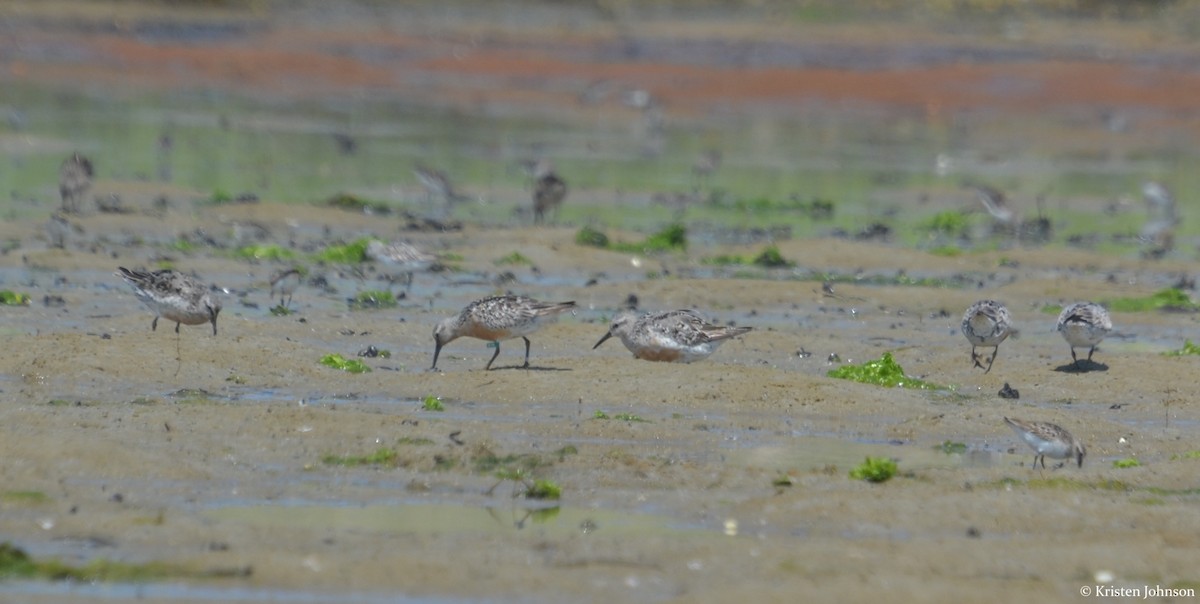 Red Knot - ML111139581