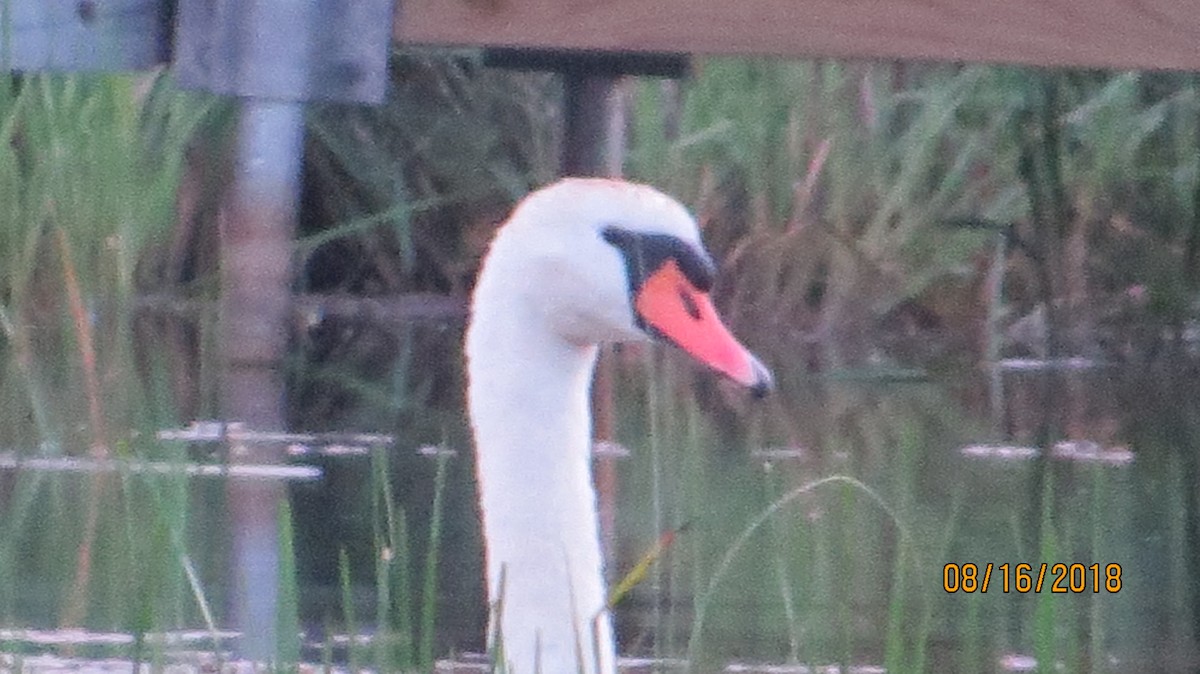 Mute Swan - ML111139891