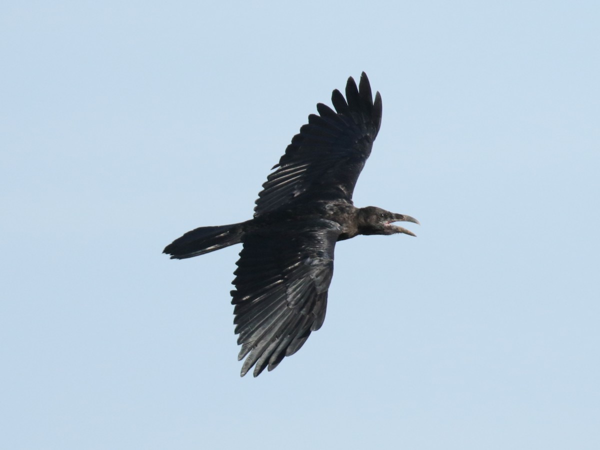 Common Raven - ML111140701