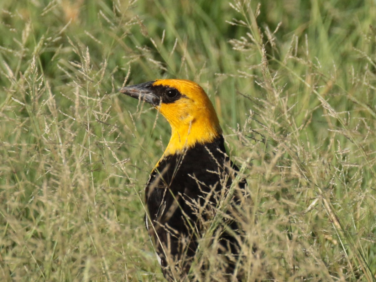 Yellow-headed Blackbird - Paul Jacyk