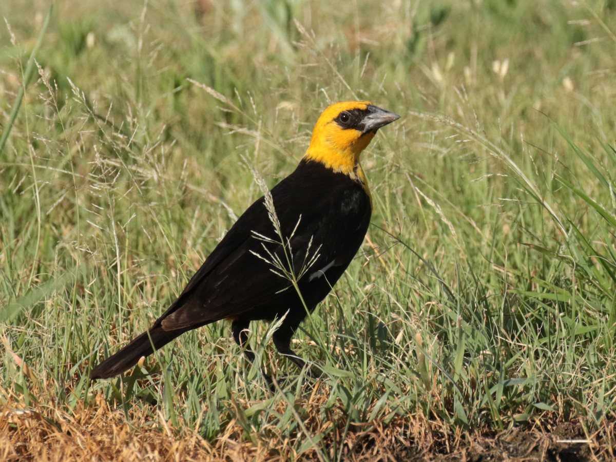 Yellow-headed Blackbird - ML111140731