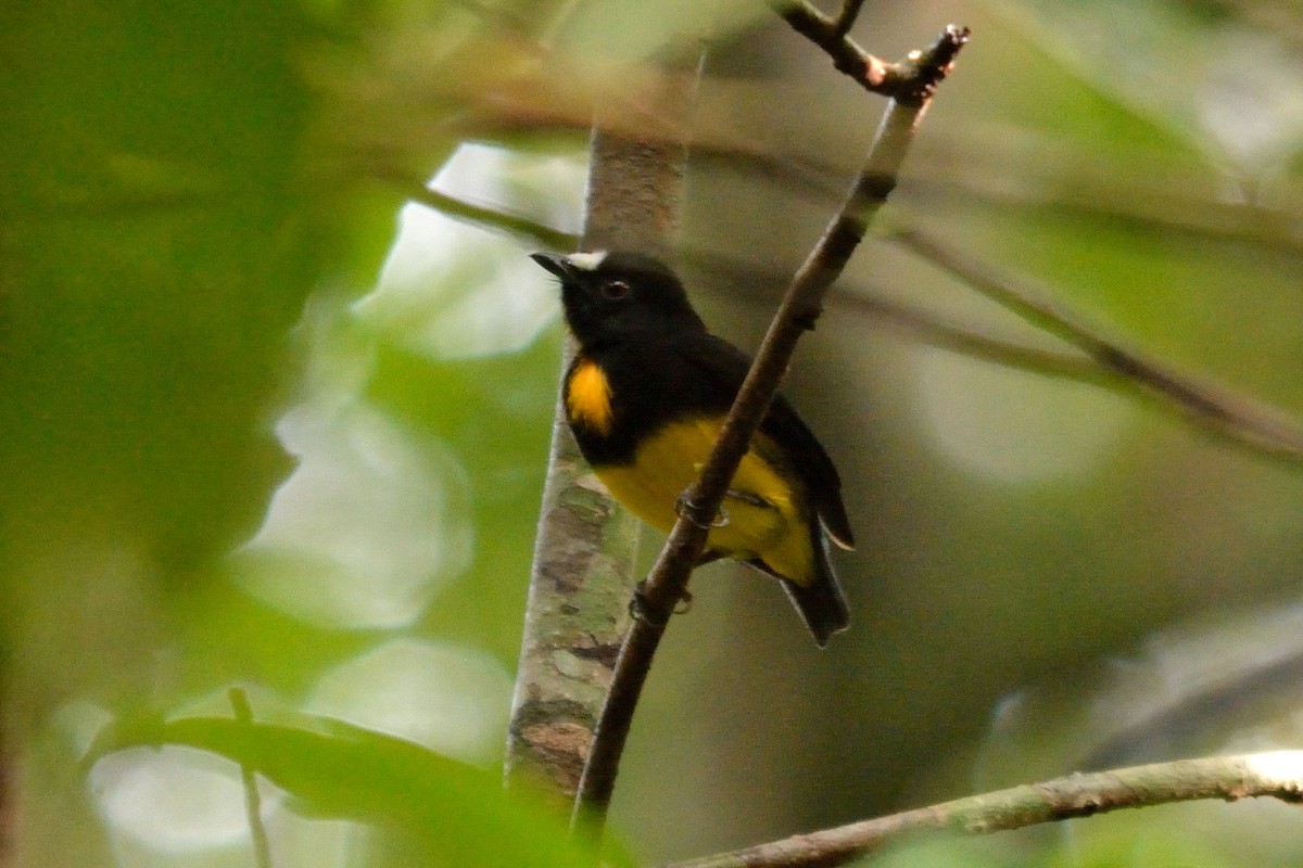 White-fronted Manakin - Rodrigo Ferronato