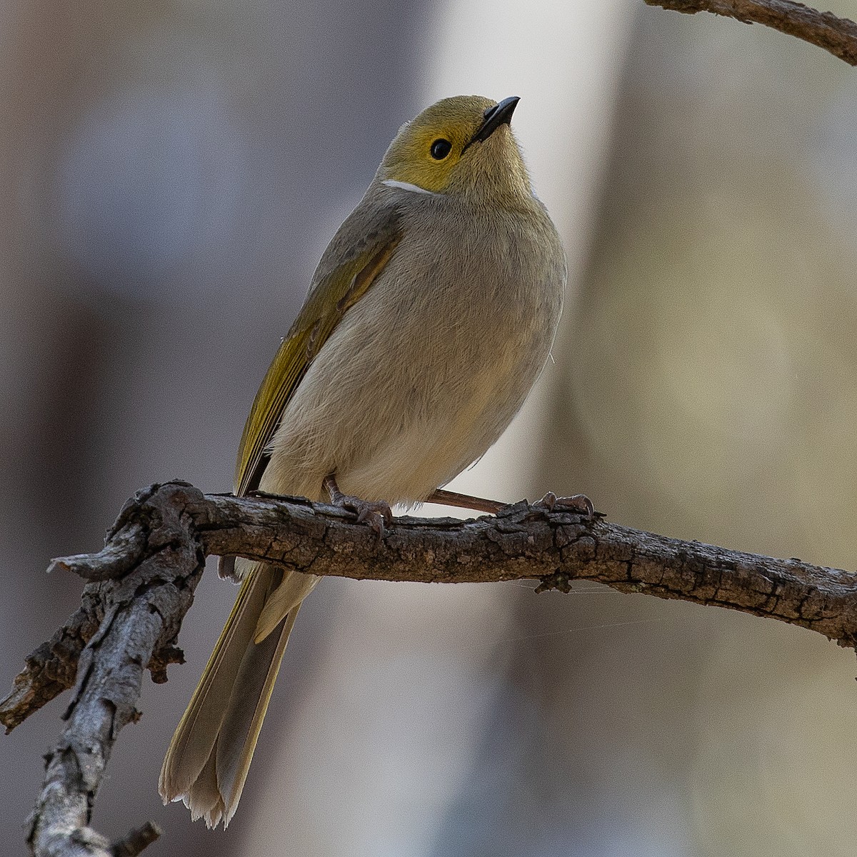 White-plumed Honeyeater - ML111140971