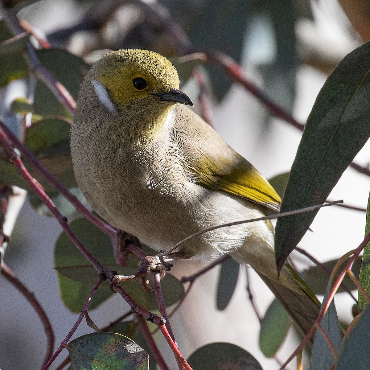 White-plumed Honeyeater - ML111140991