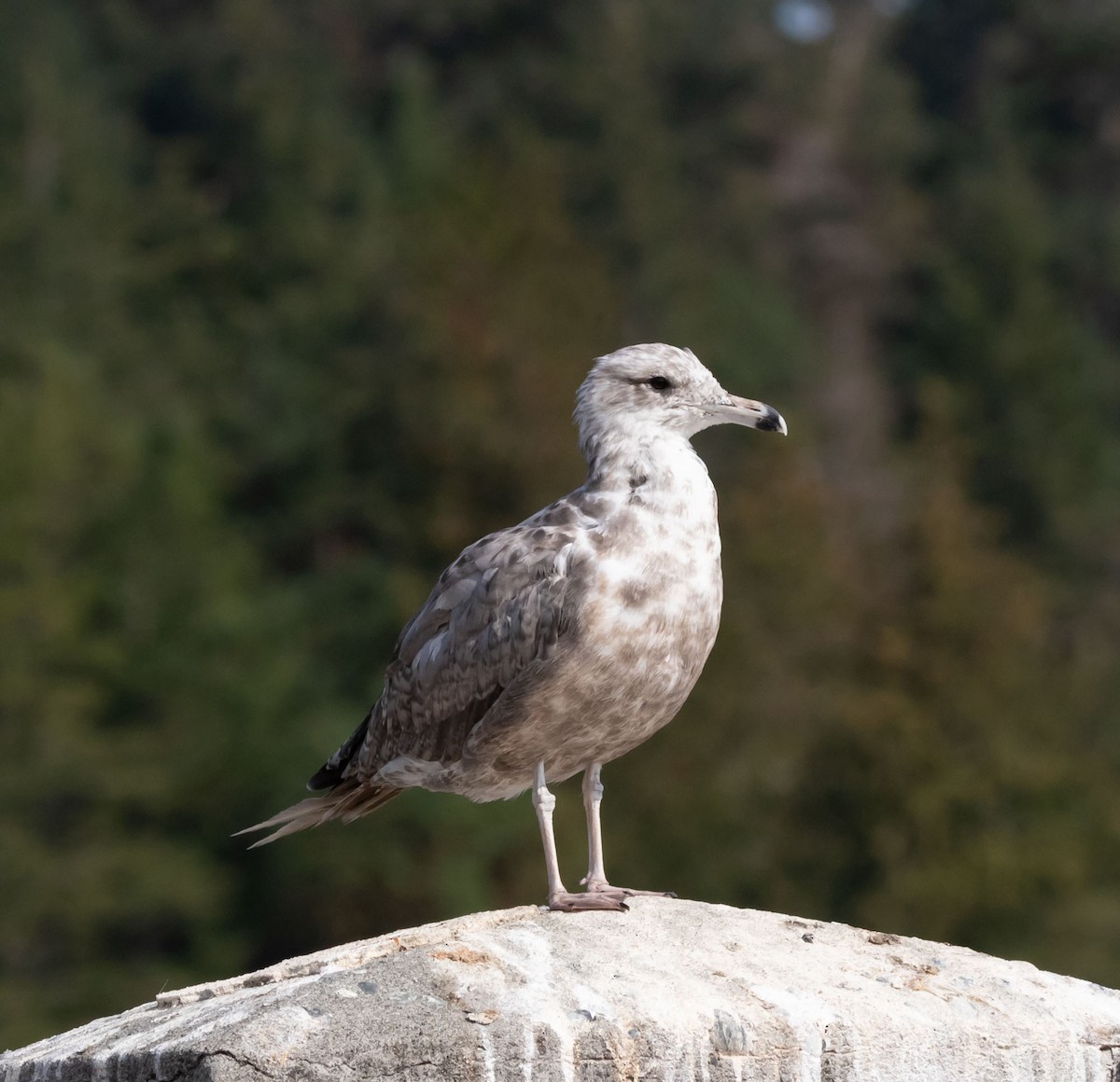 California Gull - Maury Swoveland