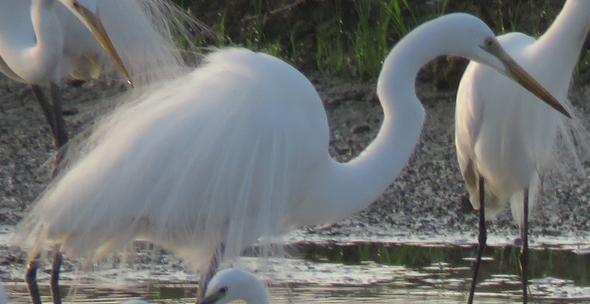 Great Egret (modesta) - ML111141911