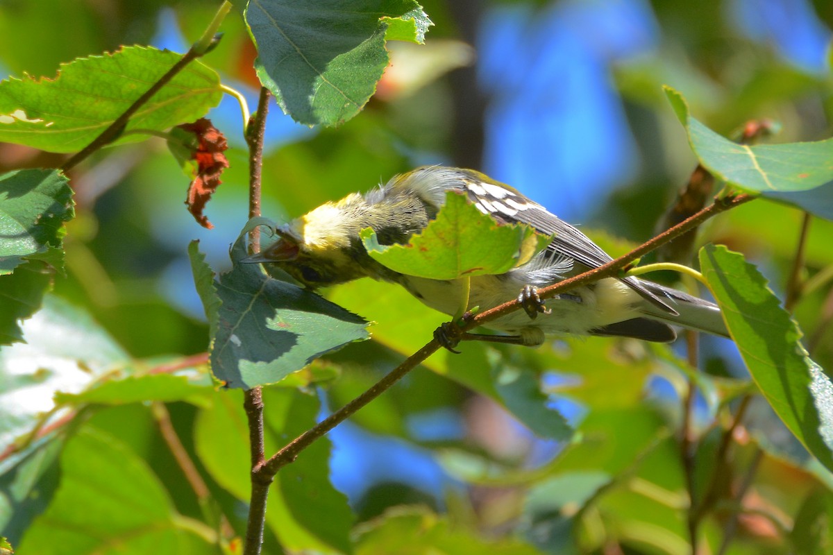 Grünmantel-Waldsänger - ML111142271