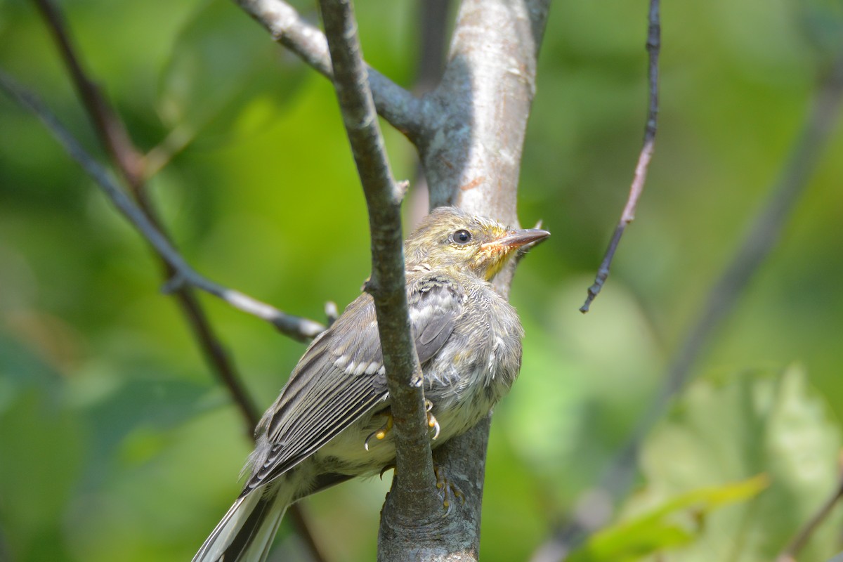 Grünmantel-Waldsänger - ML111142371