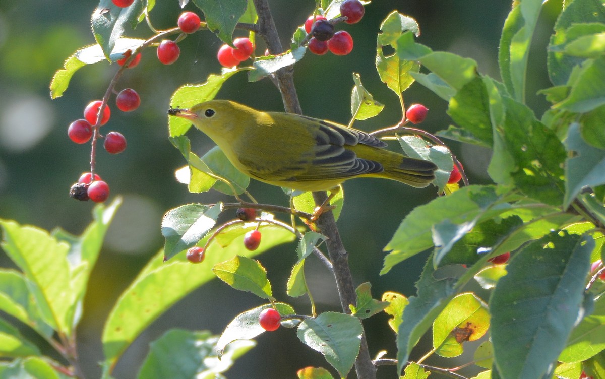 Yellow Warbler - ML111142561