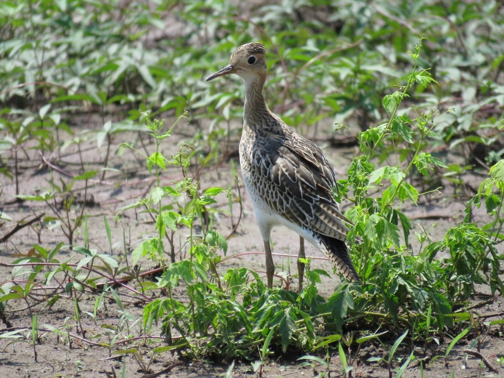 Upland Sandpiper - Ford Hendershot