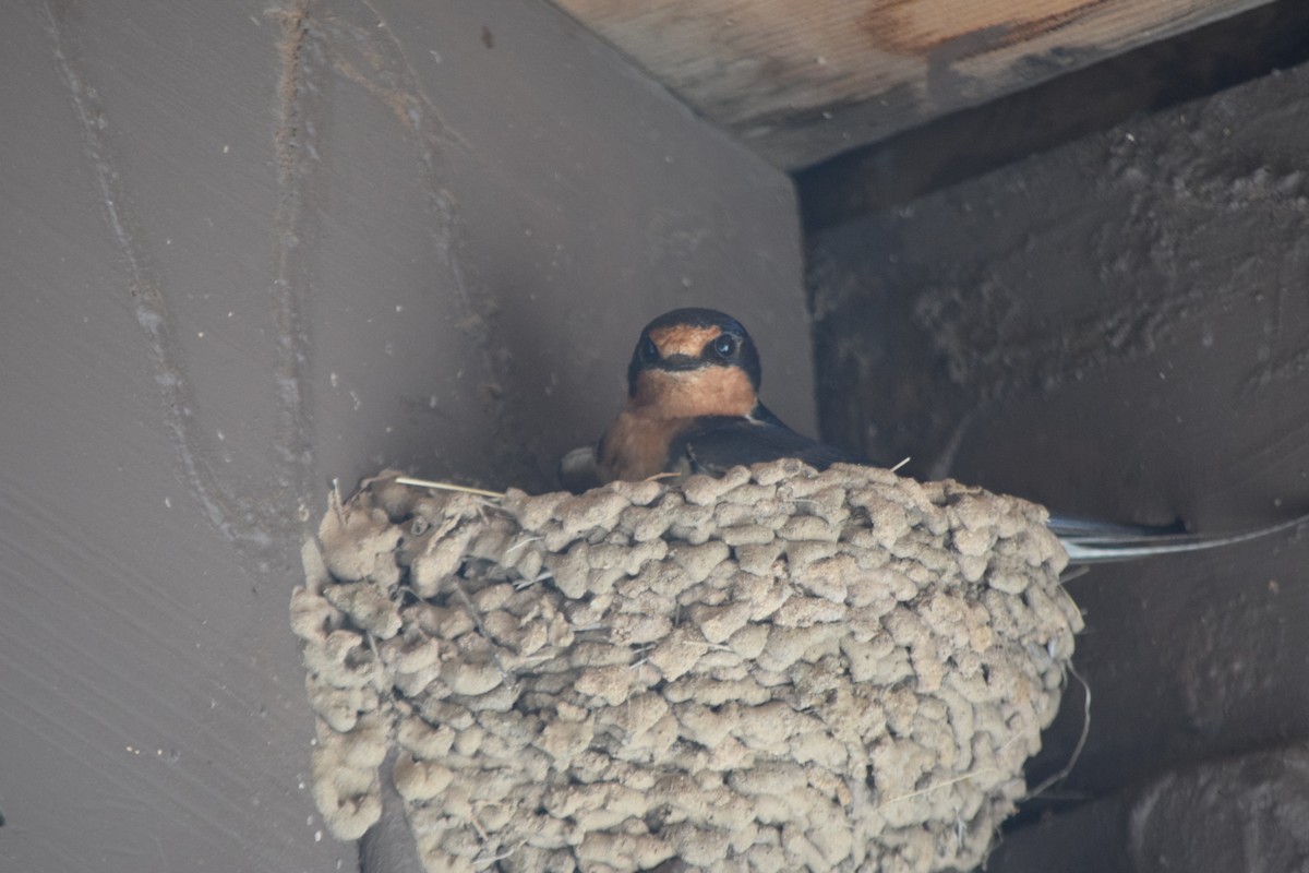 Barn Swallow - Santi Tabares