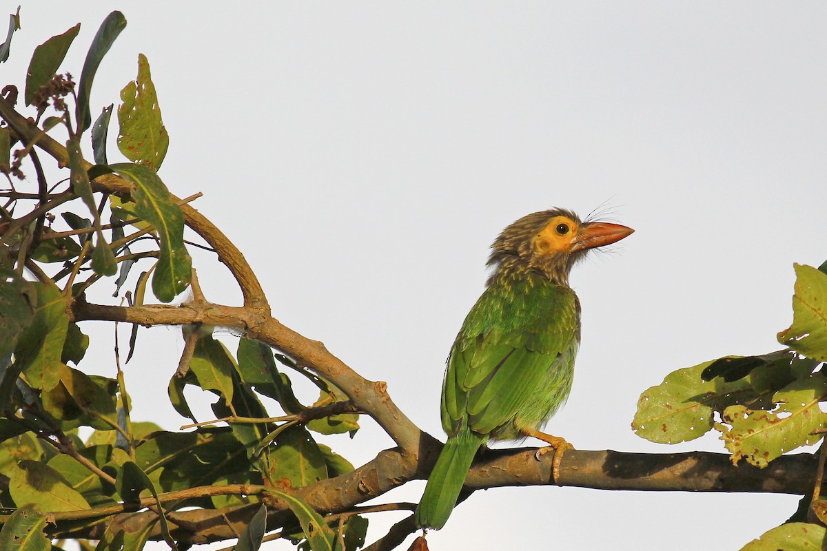 Kahverengi Başlı Barbet - ML111144521