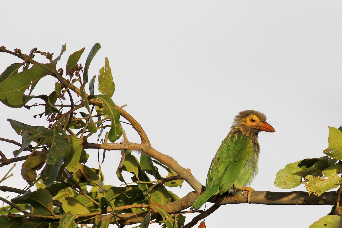 Kahverengi Başlı Barbet - ML111144531