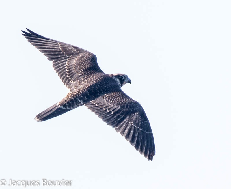 Peregrine Falcon - Jacques Bouvier