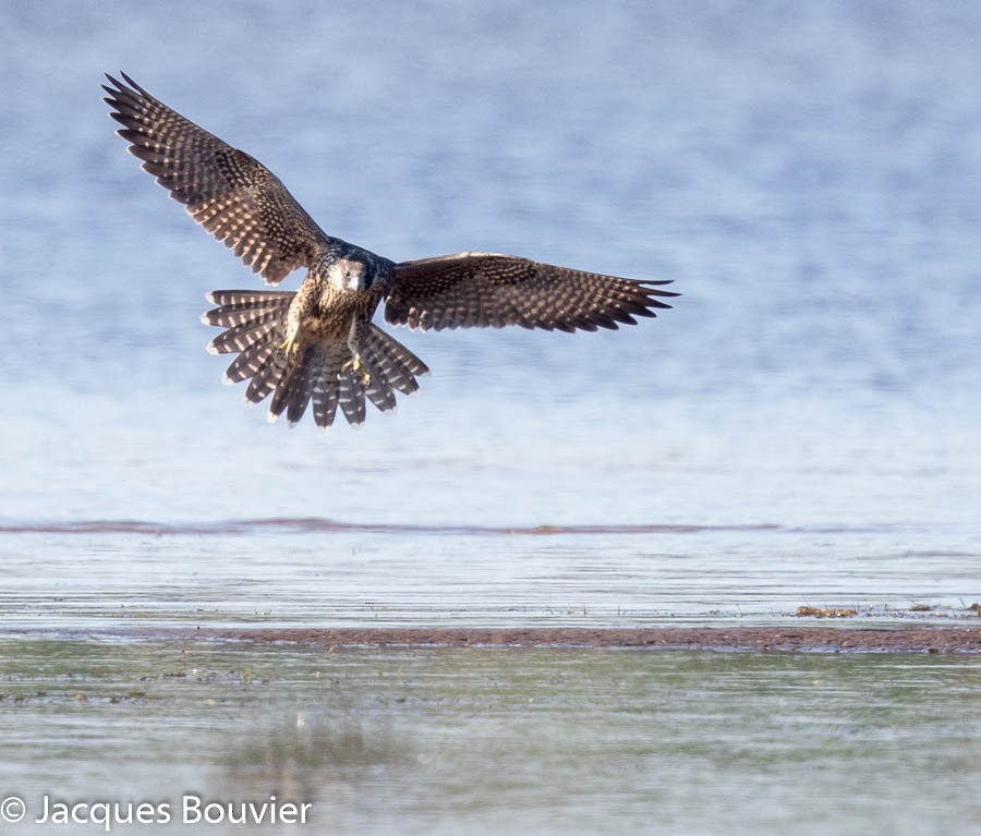 Halcón Peregrino - ML111145651