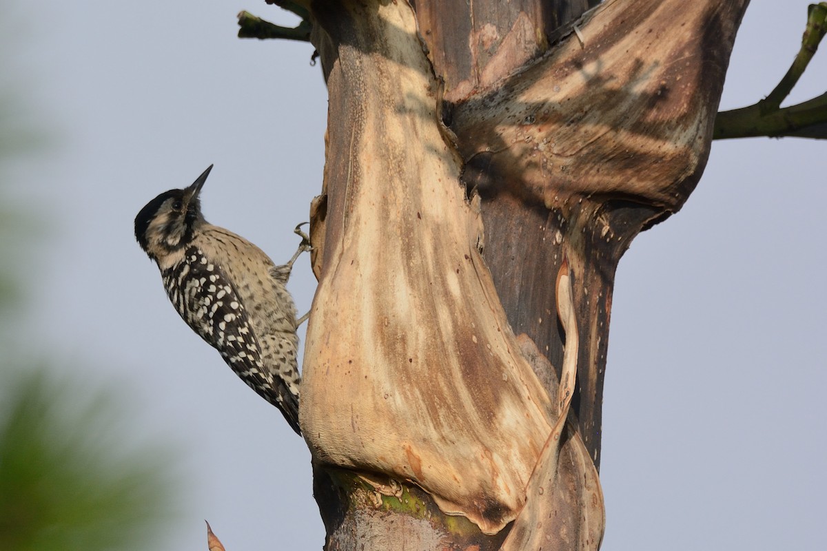 Ladder-backed Woodpecker - Miguel Aguilar @birdnomad