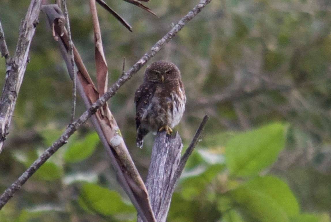 Andean Pygmy-Owl - Will Knowlton