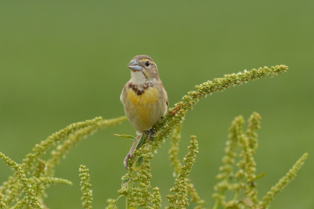 Dickcissel - ML111146251