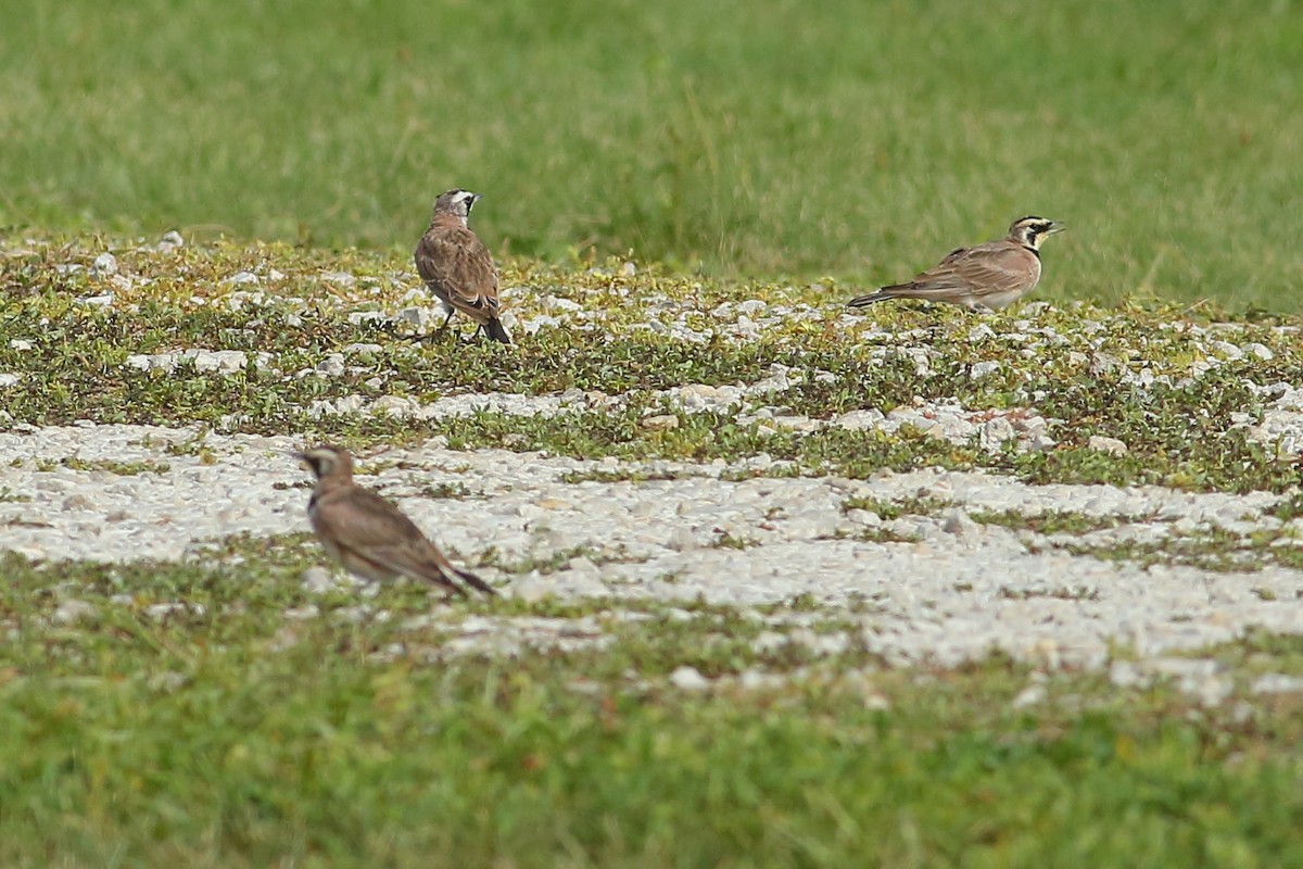 Horned Lark - ML111146361