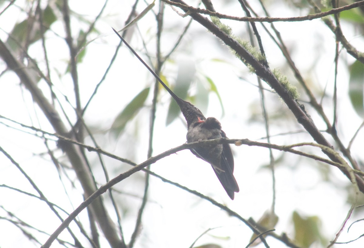 Sword-billed Hummingbird - Will Knowlton