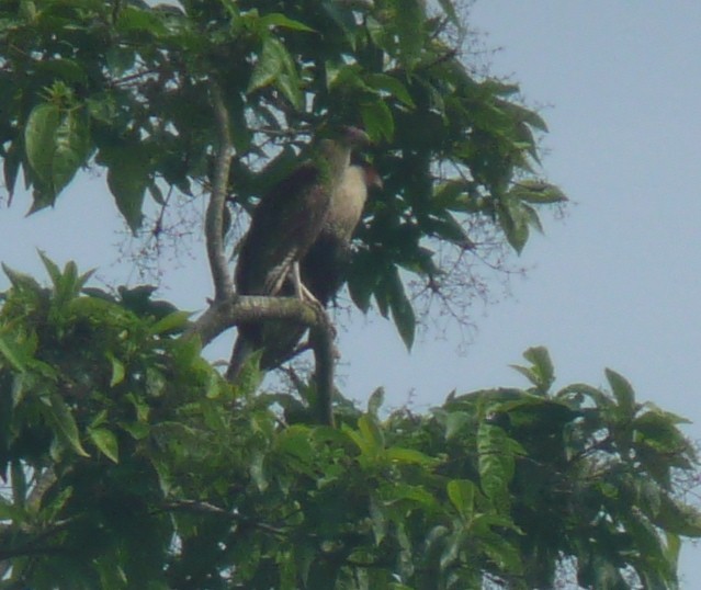 Crested Caracara (Northern) - ML111147721