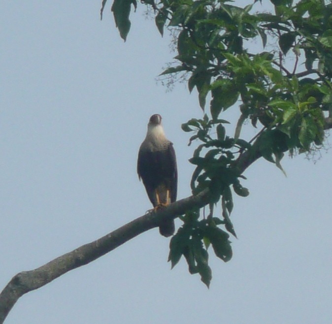 Crested Caracara (Northern) - ML111147901