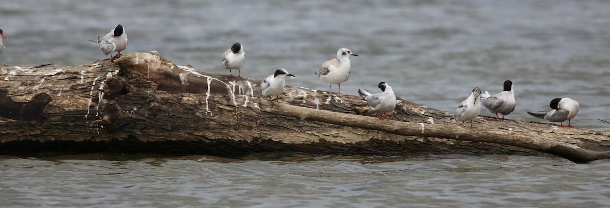 Common Tern - ML111148551