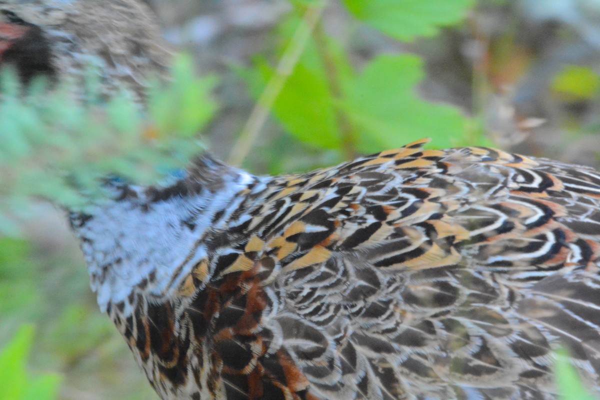 Ring-necked Pheasant - ML111148831