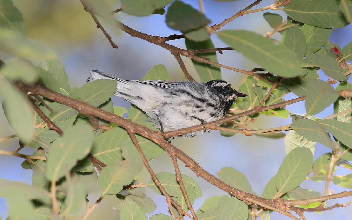 Black-throated Gray Warbler - Roger Zachary