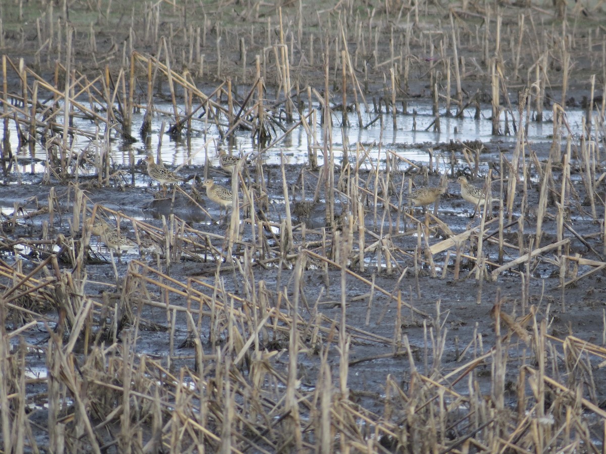 Buff-breasted Sandpiper - ML111153091