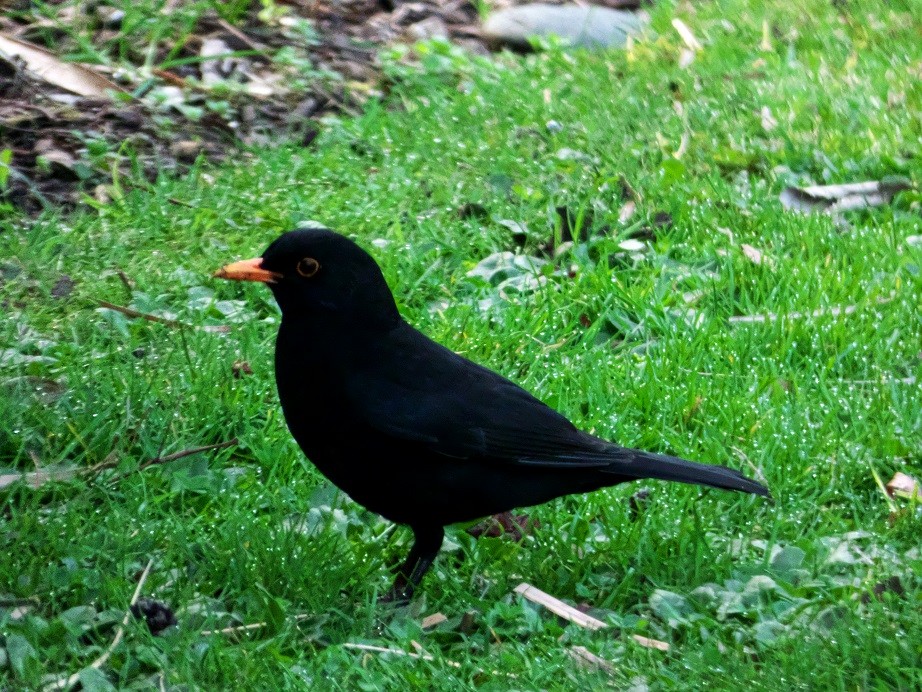 Eurasian Blackbird - Alfons  Lawen