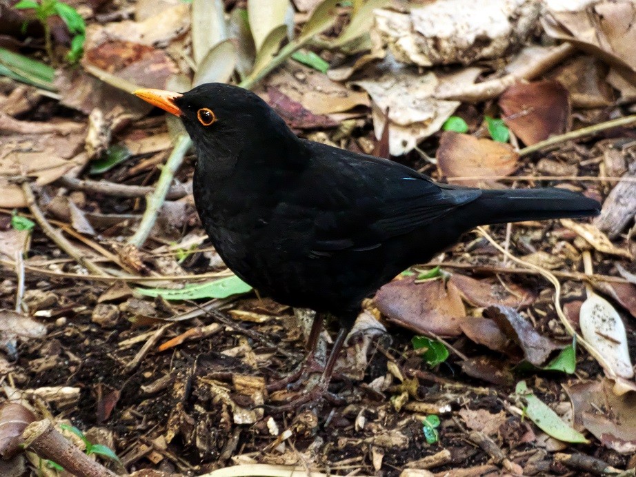 Eurasian Blackbird - Alfons  Lawen
