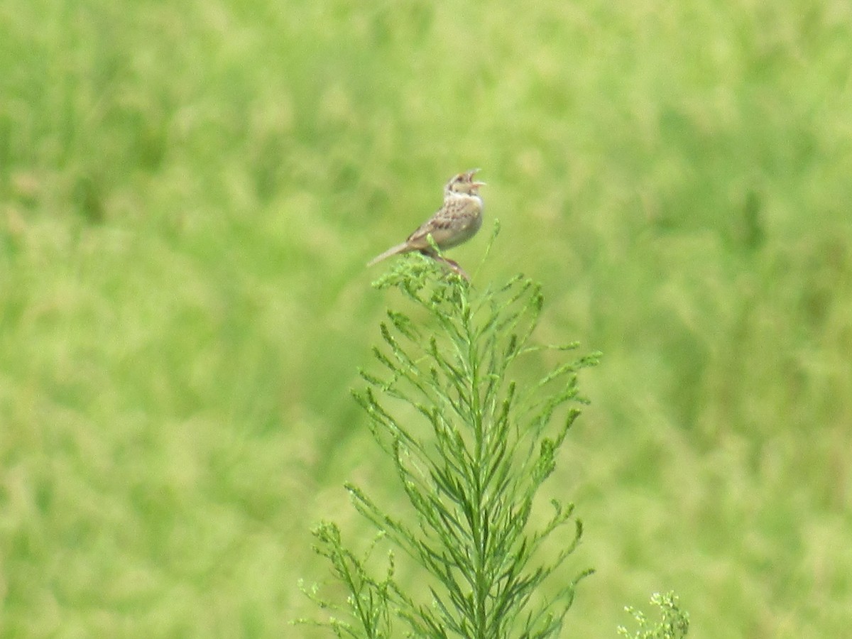 Grasshopper Sparrow - ML111158991