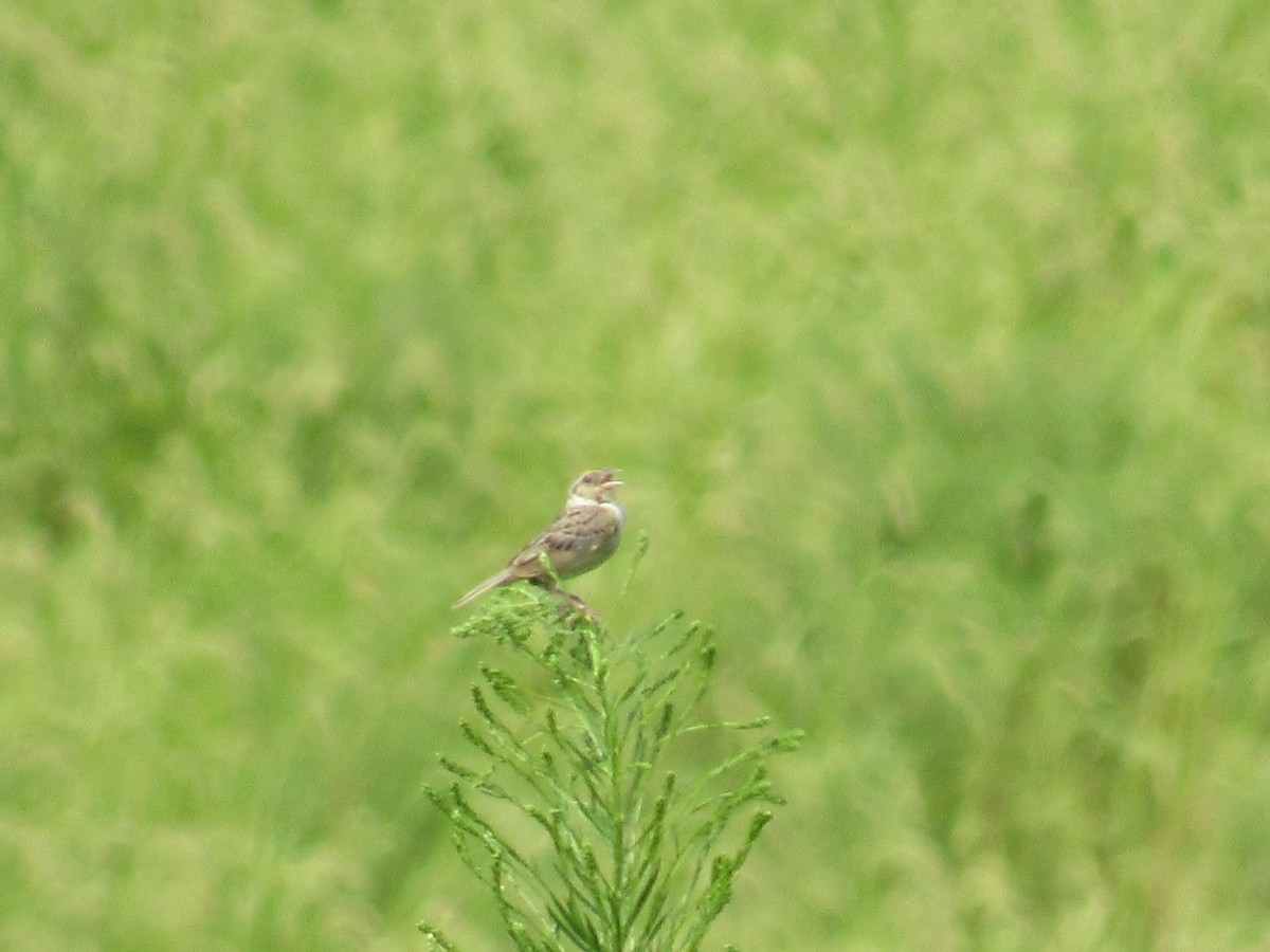 Grasshopper Sparrow - ML111159011