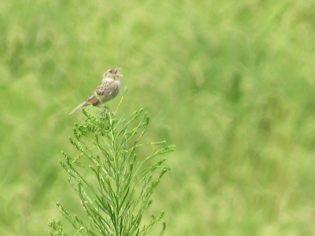 Grasshopper Sparrow - ML111159021